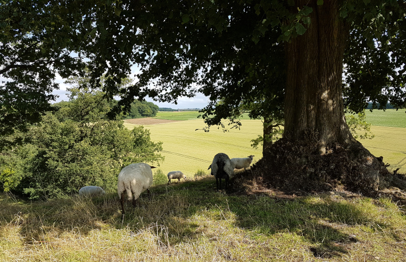 flora fauna paff 0119 savelsbos 1